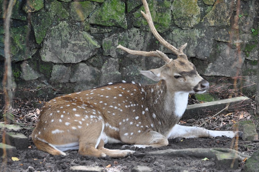 Deer Hunting: About Axis Deer