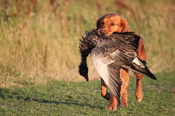 The Many Types of Hunting Dogs