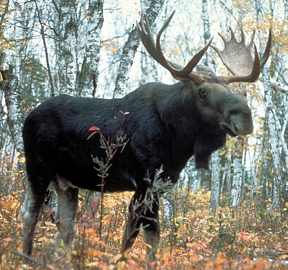 A Hunters Greatest Challenge Elk Hunting