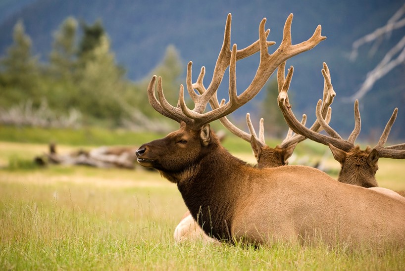 Elk Hunting An Art