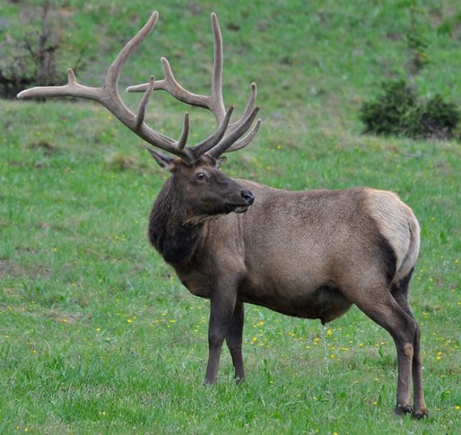 Elk Hunting on Private Ranches