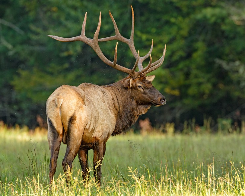 Elk Hunting Packing