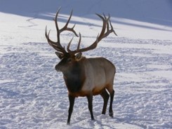 Elk Hunting in Colorado