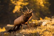 Heeding the Call of Elk Hunting