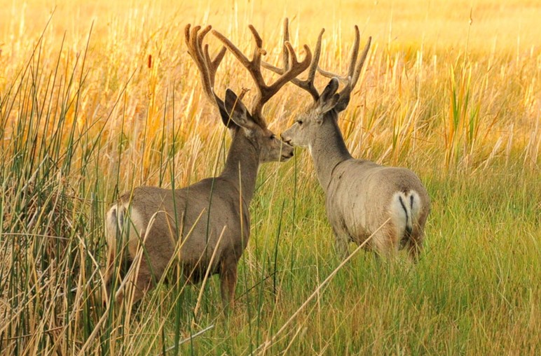 Deer Hunting: Hunting Mule Deer