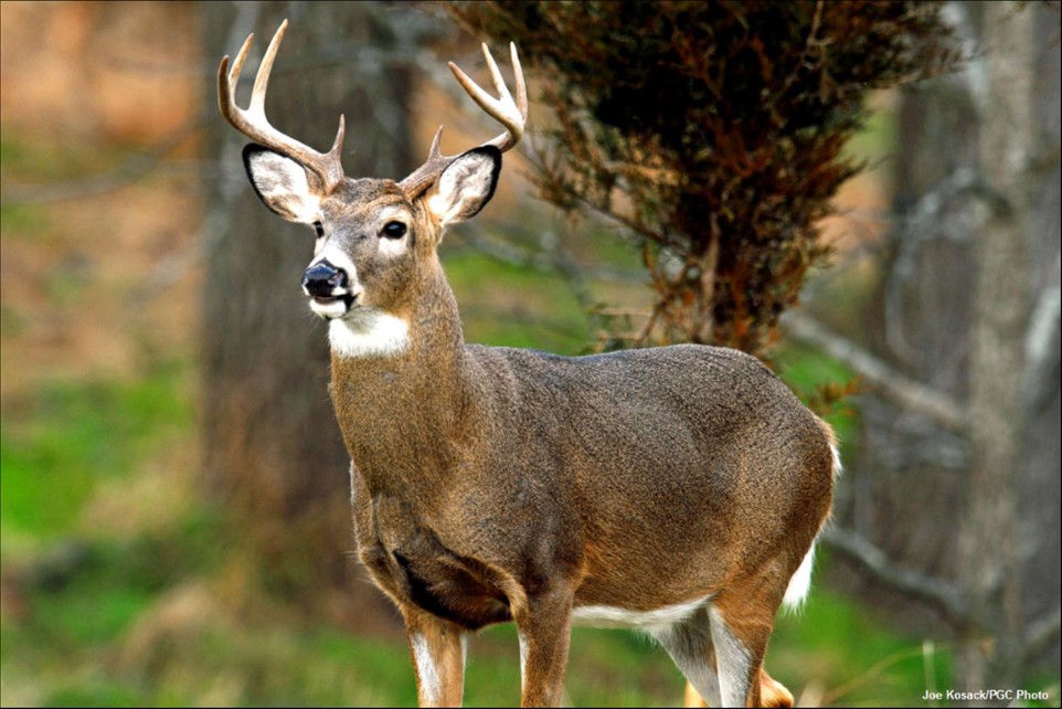 Watching Deer in Your Backyard