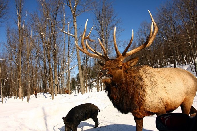The Pursuit of Hunting Elk