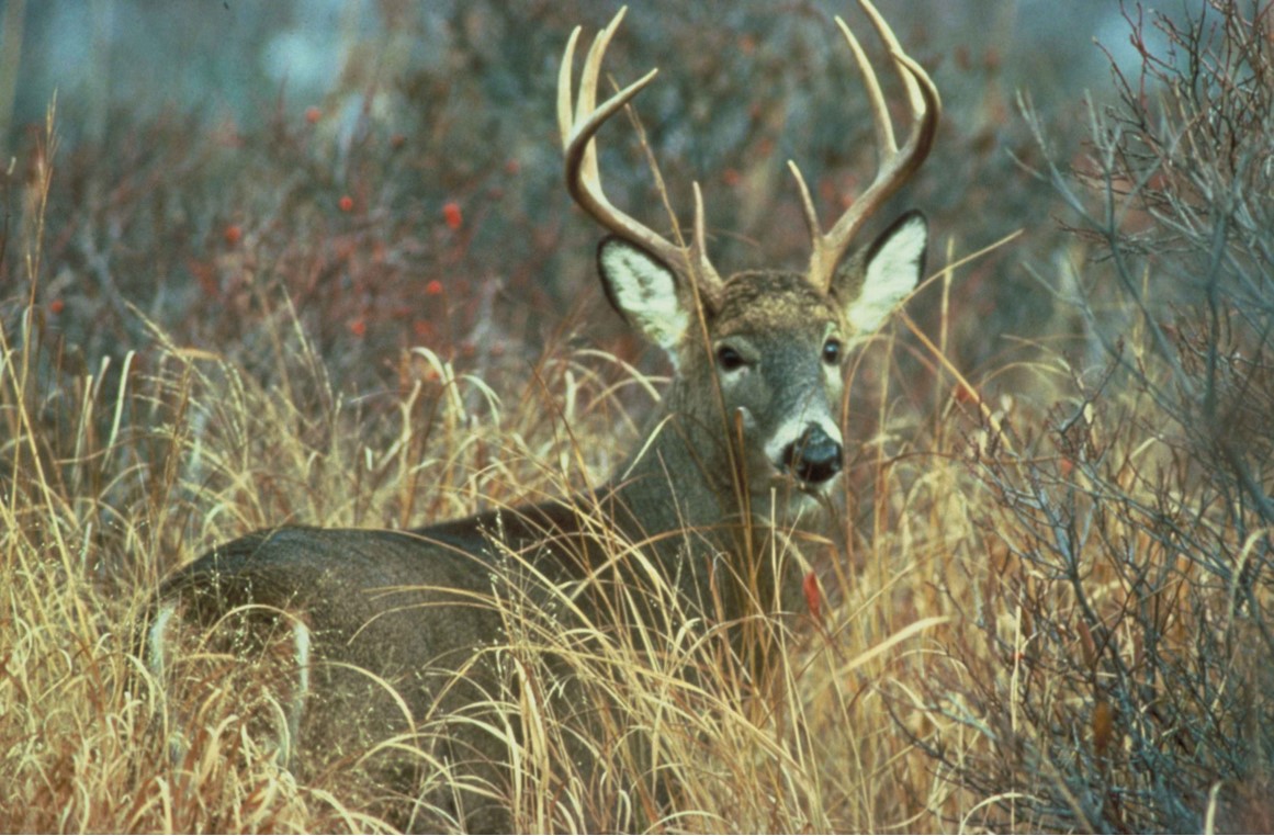 The Basic Deer Hunting Tips for Success