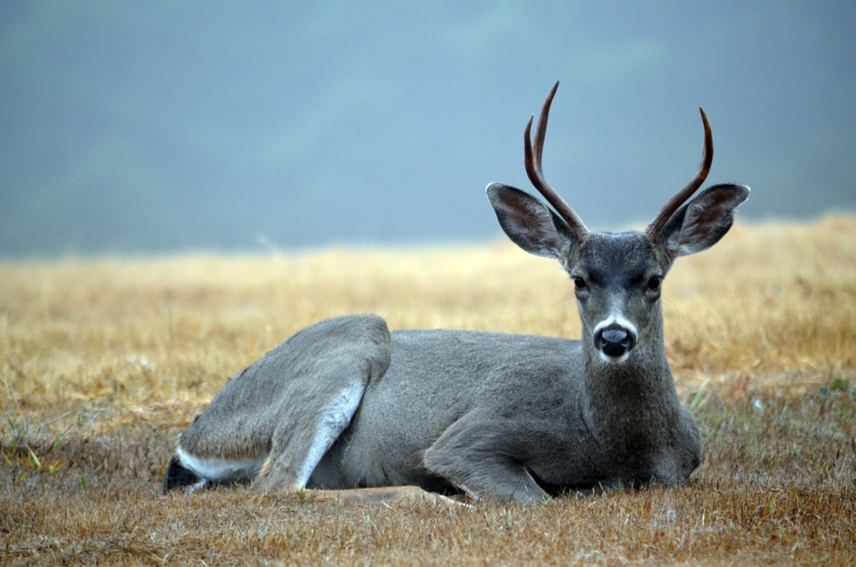 Deer Hunting Texas Part 2