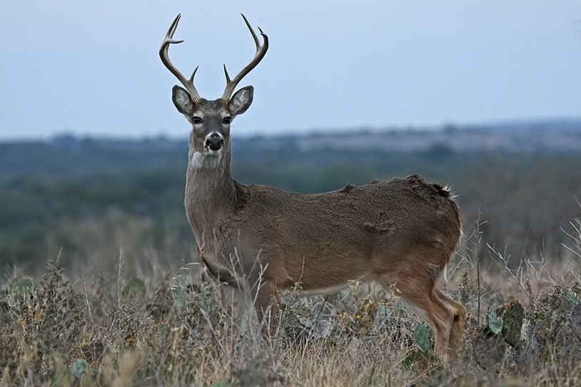 Deer Hunting Texas Style