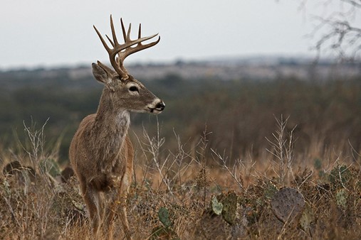 Deer Hunting Aggravation or Alleviation