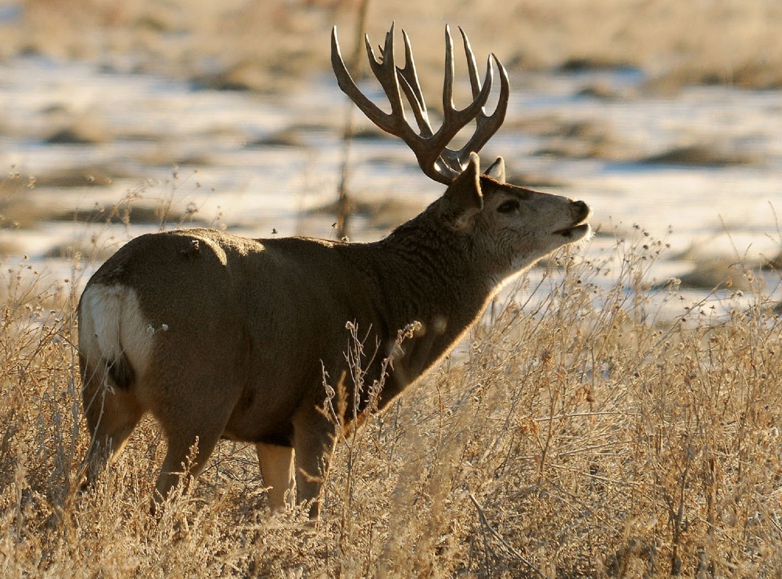 Texas Deer Hunting Rules