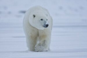 Alasan Polar Bear