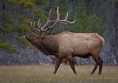 Big 380″ Bull Elk Bowhunting in the Rut Video