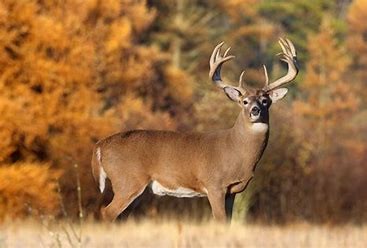 GIANT Midwest Whitetail Video
