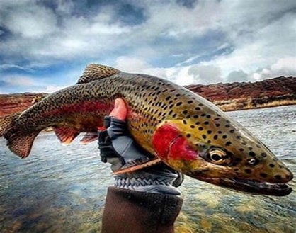5 Useful Tips on Trout Fishing