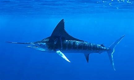 Blue Marlin Fishing - The Fight of a Lifetime