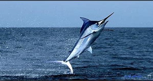 Blue Marlin Fishing