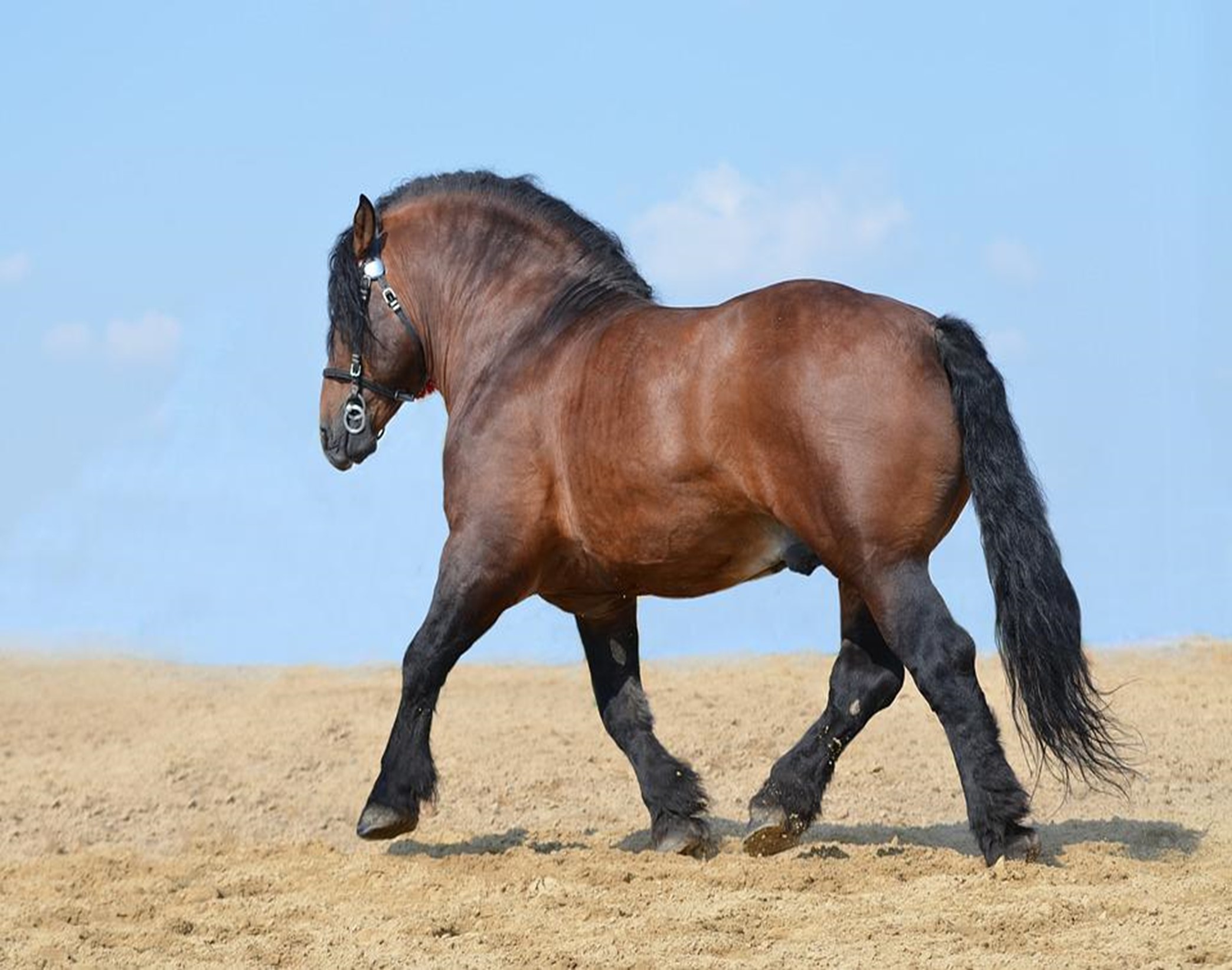 The Breeding and Management of Draft Horses