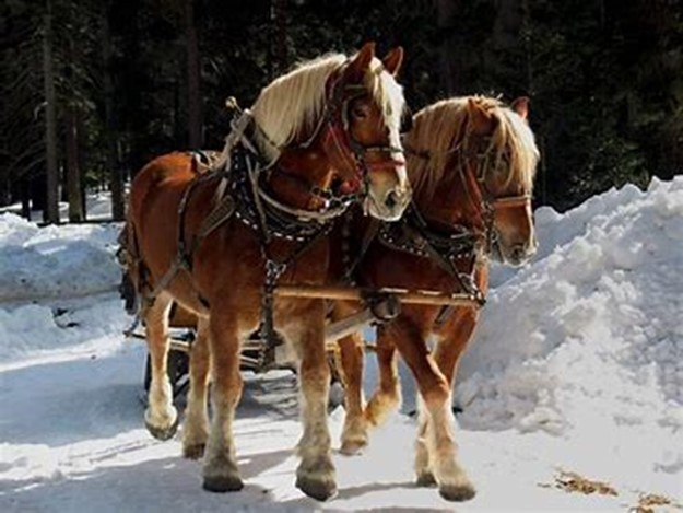 Draft Horses the Science and Practice of Breeding