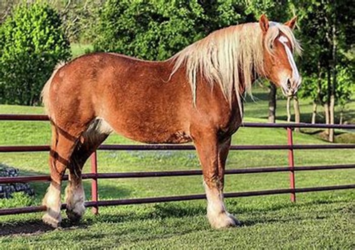 Draft Horses Choice of Horse and Mare for Breeding