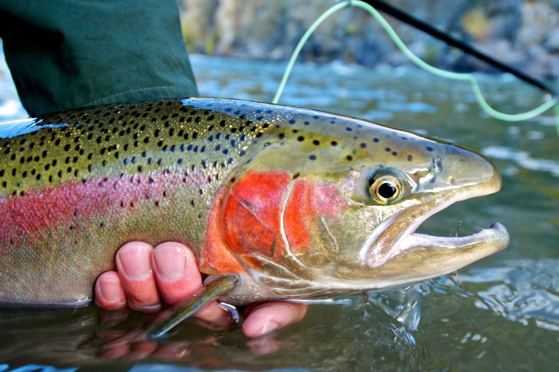 A Method of Cultivating Rainbow Trout
