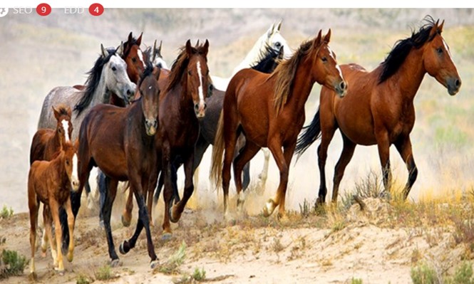 The Art of Taming and Training Wild Horses