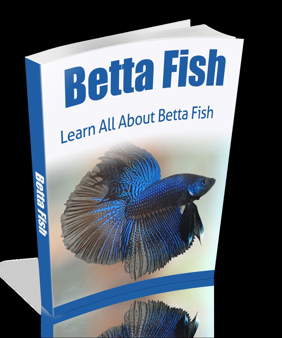 Beta Fish